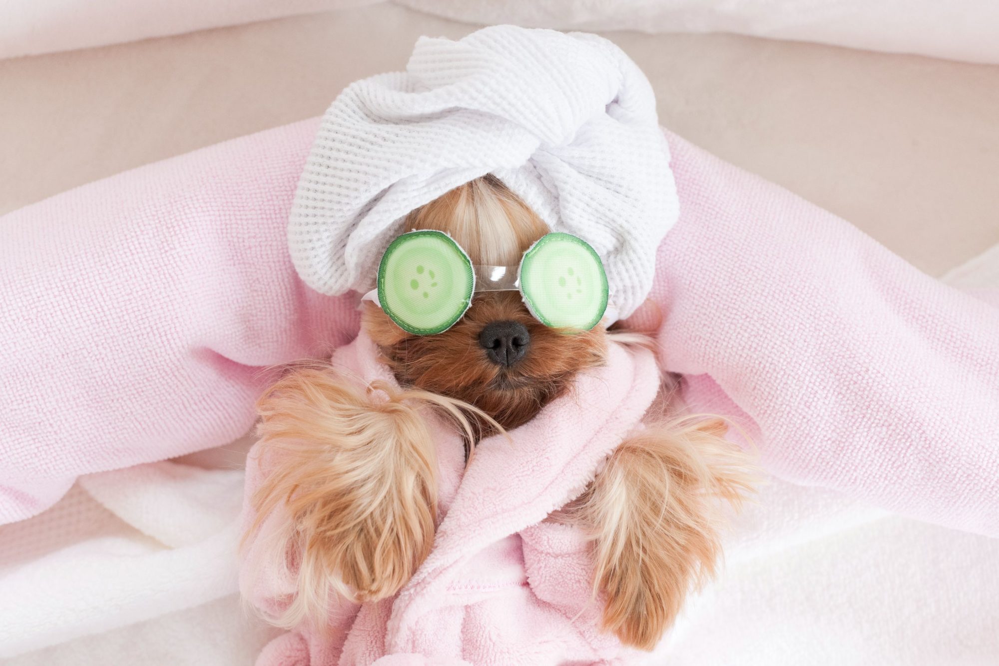 pampered dog