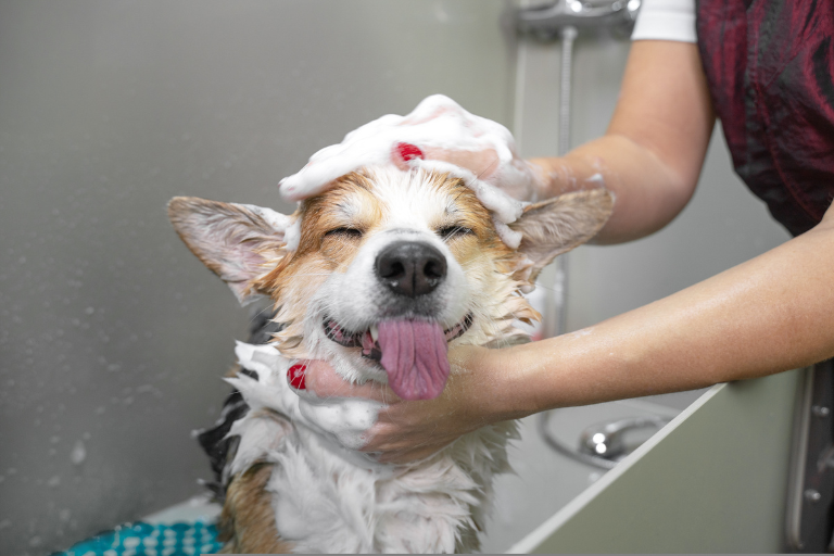 szampon dla psa polecane