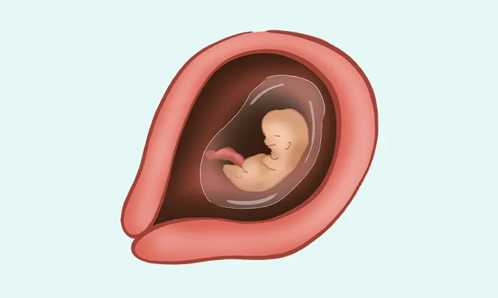 wielkość dziecka w ciąży pampers