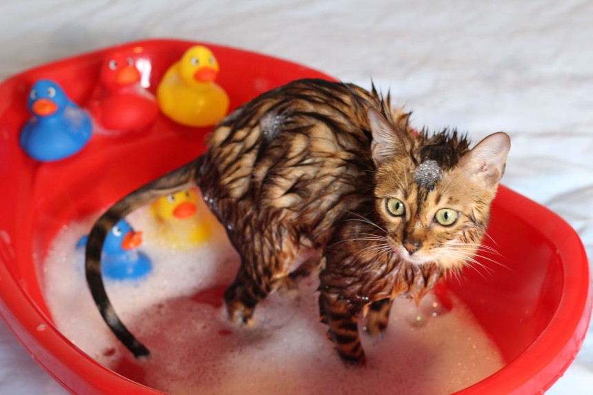 szampon dla kota jak użyc