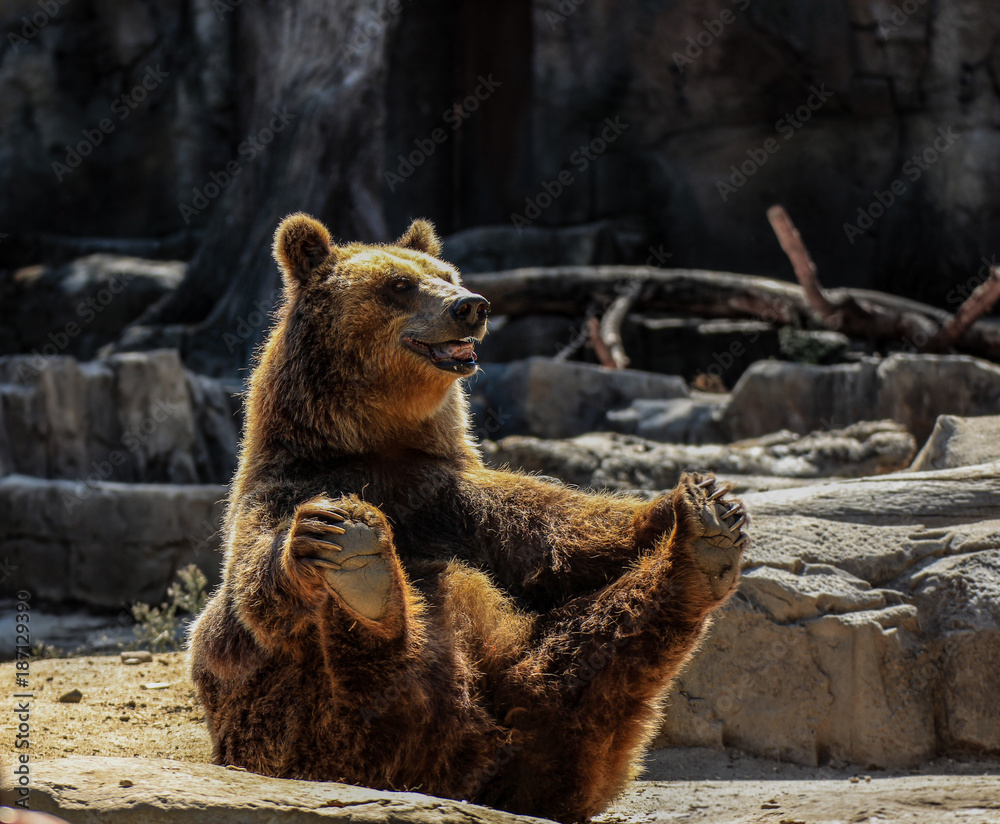 Happy Bear