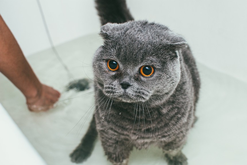 jak często można stosować szampon przeciw pchłom u kota
