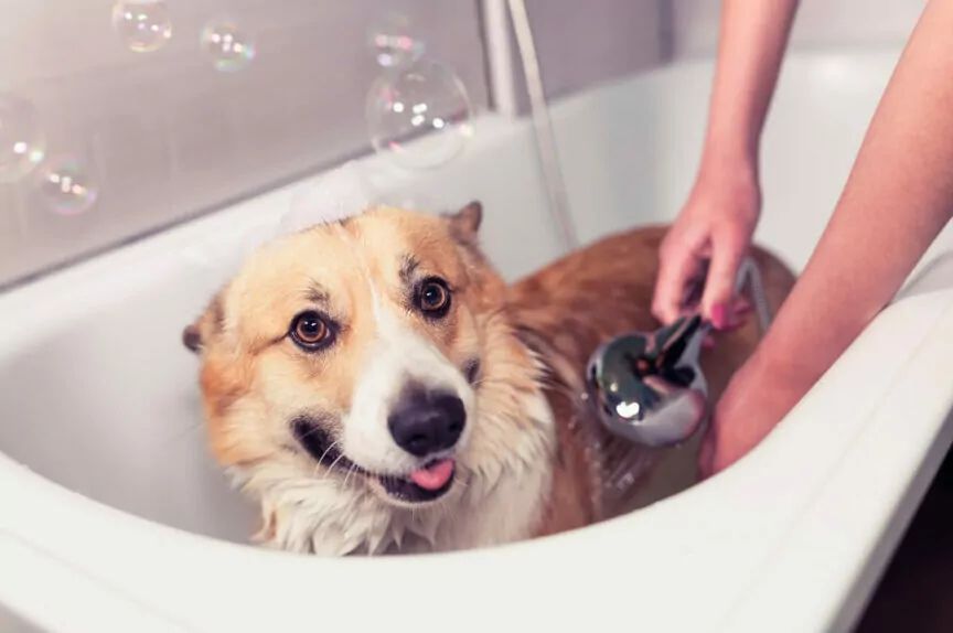 jak zrobić szampon dla psa
