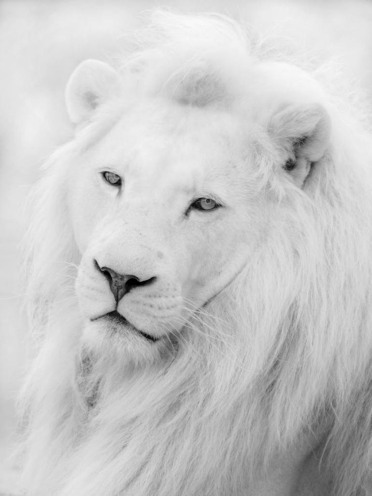 lion white