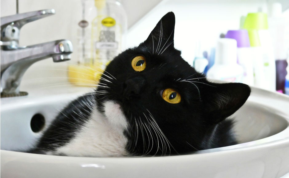 suchy szampon dla kota jak jaki wybrac